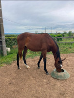 Vente de cheval : PLUTON